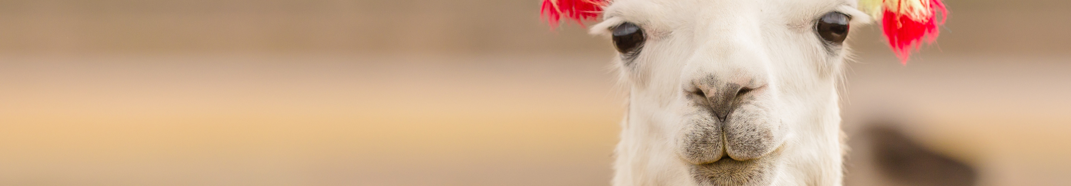 Nahaufnahme eines Lamas in Peru mit bunten Puscheln an den Ohren zum Qoyllur Rit&rsquo;i