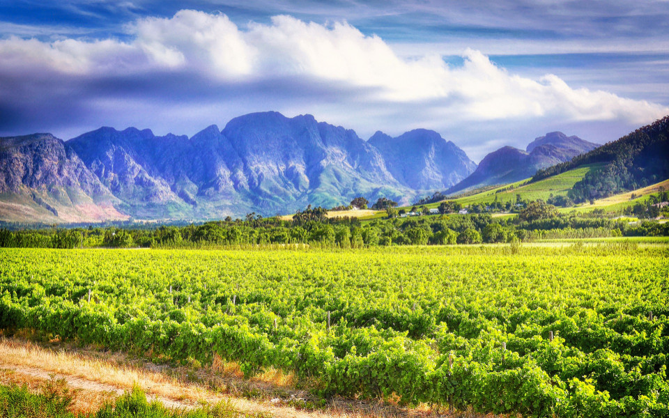 Cape Winelands