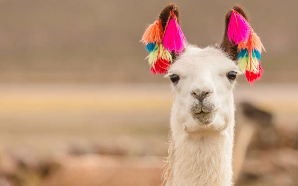 Nahaufnahme eines Lamas in Peru mit bunten Puscheln an den Ohren zum Qoyllur Rit&rsquo;i